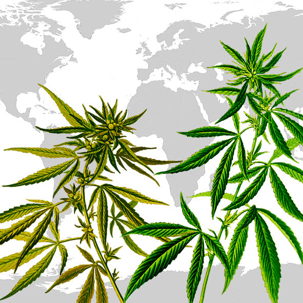 Variedades de Cannabis ¿Cuántas hay y cuáles son sus características?